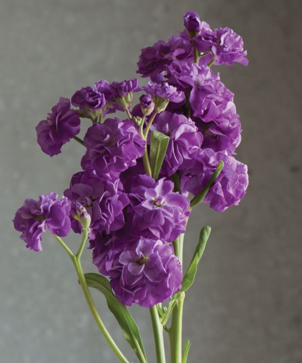 Quartet Blue - Stock Seed