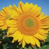 ProCut? Gold - (F1) Sunflower Seed
