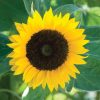 Zohar - Organic (F1) Sunflower Seed