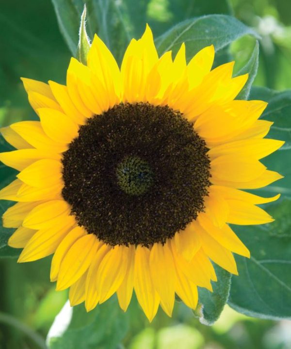 Zohar - Organic (F1) Sunflower Seed