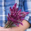 Ruby Parfait - Celosia Seed