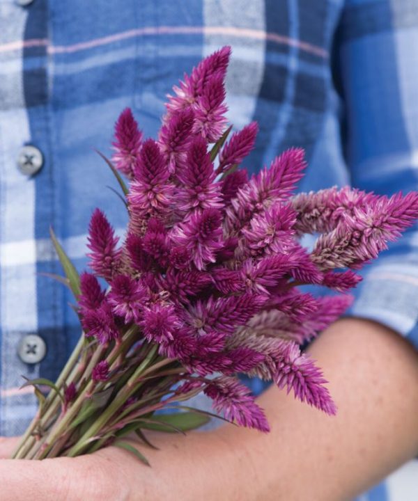 Ruby Parfait - Celosia Seed