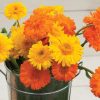 Princess Mix - Calendula Seed