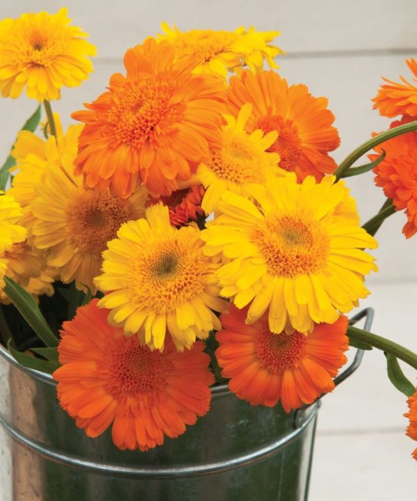Princess Mix - Calendula Seed