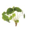 Nasturtium - Shoot Seed