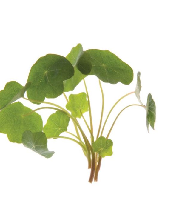 Nasturtium - Shoot Seed