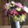 Valkyrie Mix - China Aster Seed