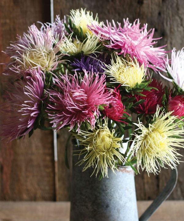 Valkyrie Mix - China Aster Seed