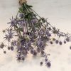 Blue Glitter - Eryngium Seed