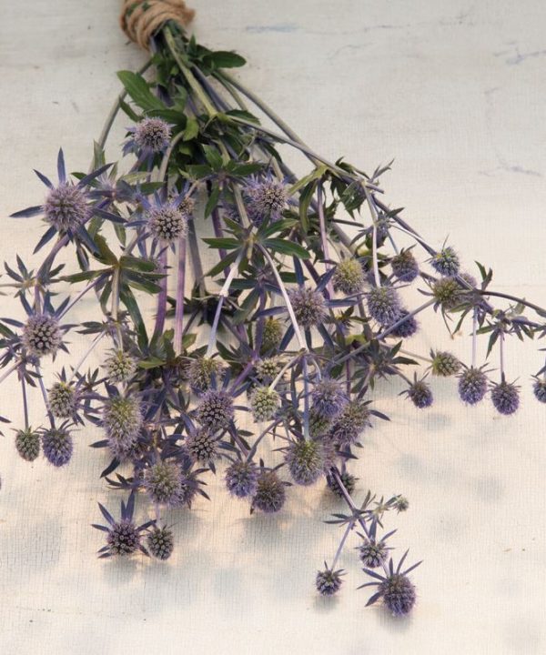 Blue Glitter - Eryngium Seed