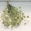 White Glitter - Eryngium Seed