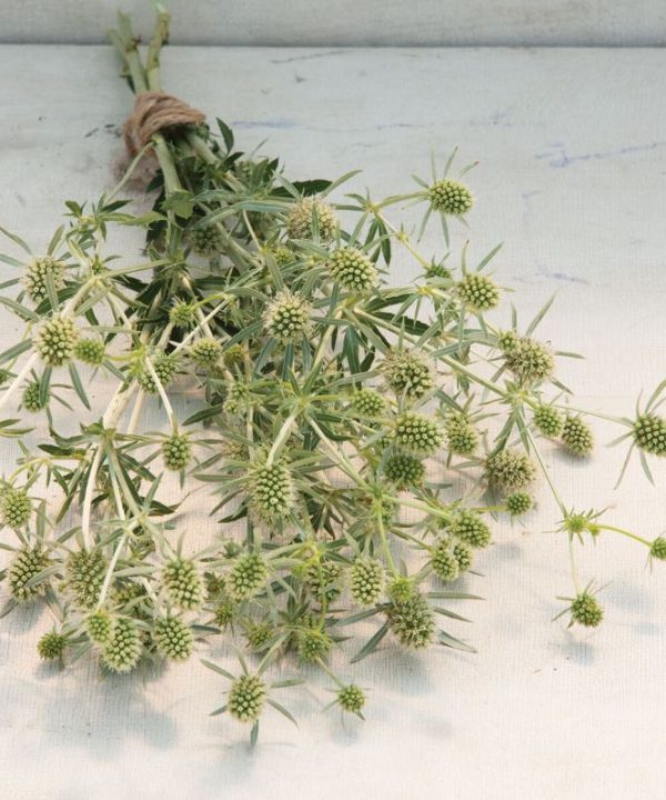 White Glitter - Eryngium Seed