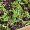 Five Star Greenhouse Lettuce Mix - Lettuce Seeds