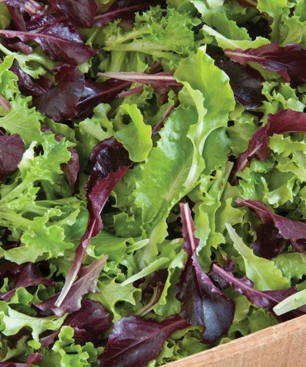 Five Star Greenhouse Lettuce Mix - Lettuce Seeds