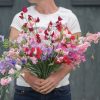 Elegance Formula Mix - Sweet Pea Seed