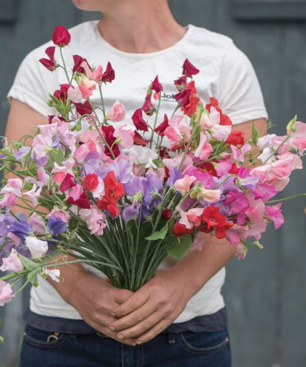 Elegance Formula Mix - Sweet Pea Seed