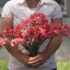 Elegance Salmon Rose - Sweet Pea Seed