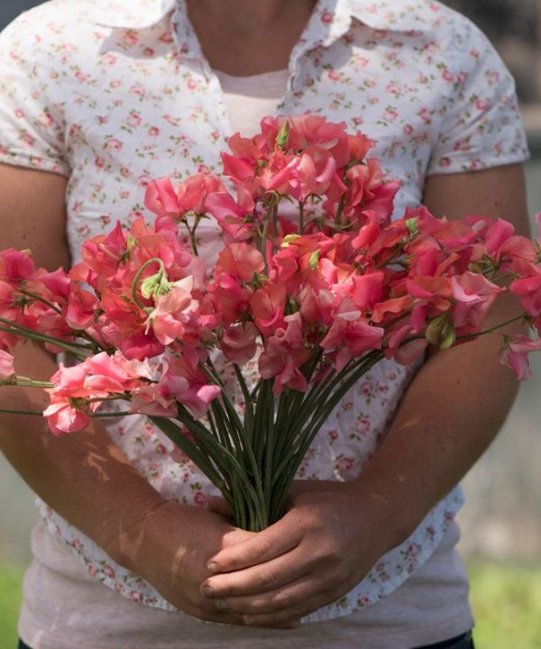 Elegance Salmon Rose - Sweet Pea Seed