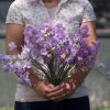 Elegance Lavender - Sweet Pea Seed