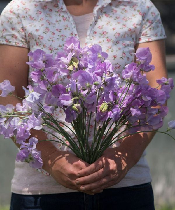 Elegance Lavender - Sweet Pea Seed