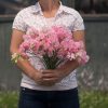 Elegance Pink Diana - Sweet Pea Seed