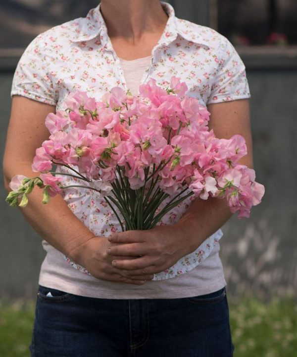 Elegance Pink Diana - Sweet Pea Seed