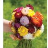Sultane Mix - Strawflower Seed