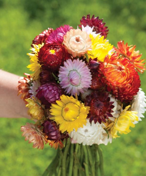 Sultane Mix - Strawflower Seed