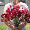 Elegance Deep Red - Sweet Pea Seed