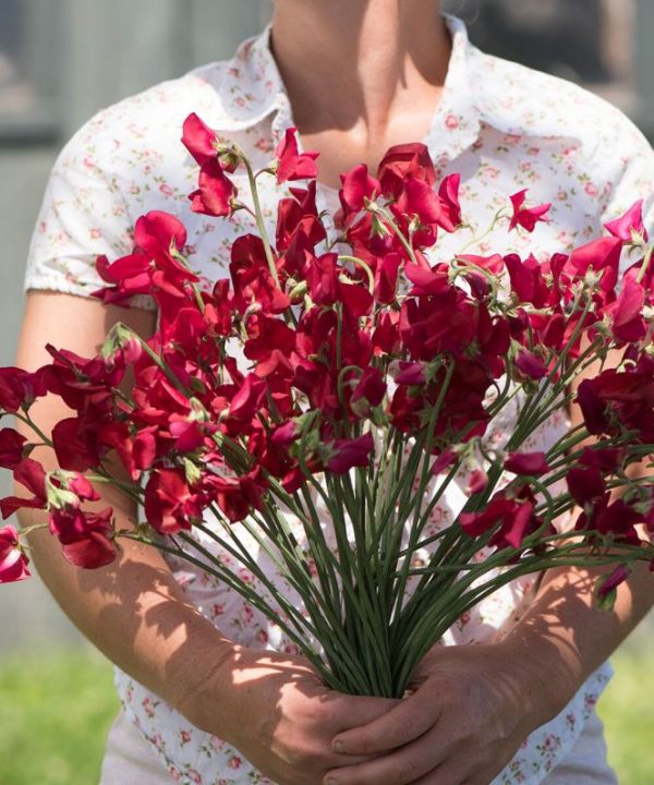 Elegance Deep Red - Sweet Pea Seed