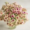 Cherry Caramel - Phlox Seed
