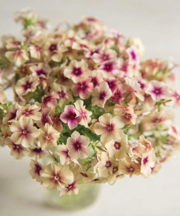 Cherry Caramel - Phlox Seed