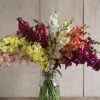 Chantilly Formula Mix - Snapdragon Seed