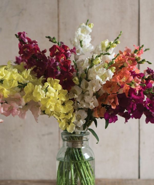 Chantilly Formula Mix - Snapdragon Seed