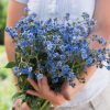 Chinese Forget-Me-Not - Cynoglossum Seed
