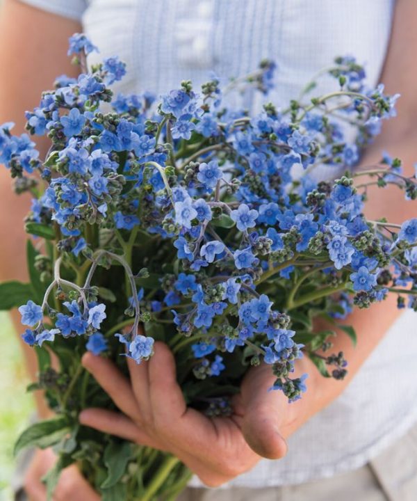 Chinese Forget-Me-Not - Cynoglossum Seed
