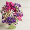 Art Shades Mix - Phlox Seed