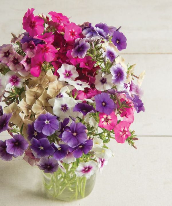 Art Shades Mix - Phlox Seed