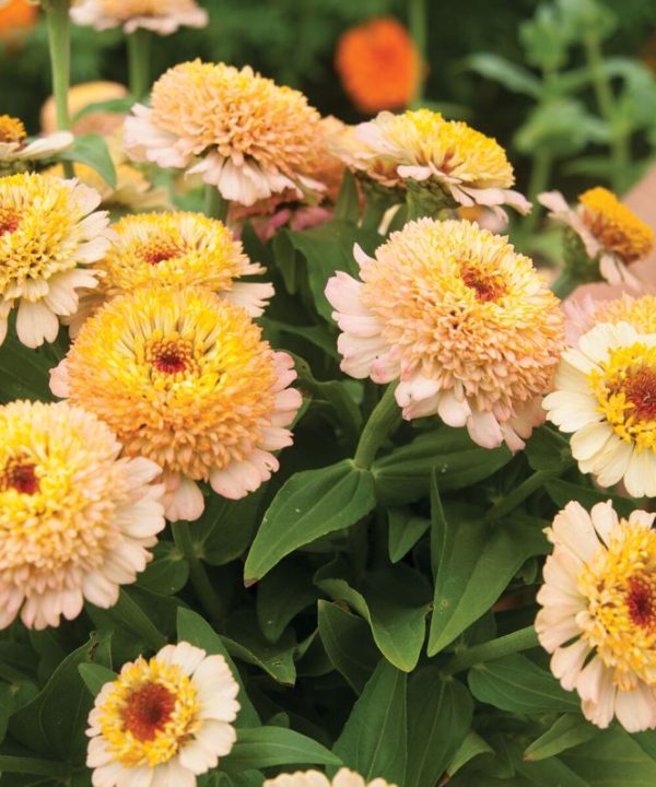 Zinderella Peach - Zinnia Seed