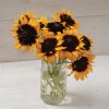Denver Daisy - Film-Coated Rudbeckia Seed