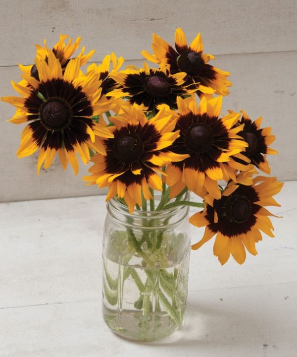 Denver Daisy - Film-Coated Rudbeckia Seed