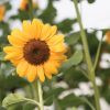 Vincent?s Choice - Treated (F1) Sunflower Seed