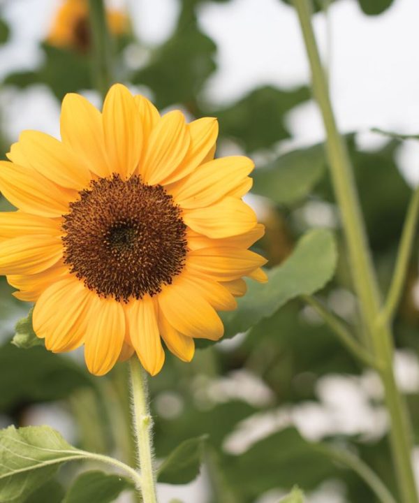 Vincent?s Choice - Treated (F1) Sunflower Seed