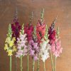 Johnny's Potomac Mix - Snapdragon Seed