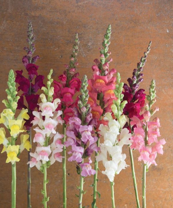 Johnny's Potomac Mix - Snapdragon Seed