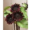 Red Hedge - (F1) Sunflower Seed