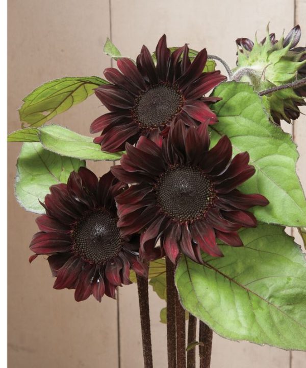 Red Hedge - (F1) Sunflower Seed