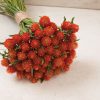 QIS? Orange - Gomphrena Seed