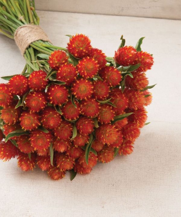 QIS? Orange - Gomphrena Seed