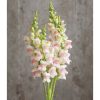 Potomac Appleblossom - Snapdragon Seed